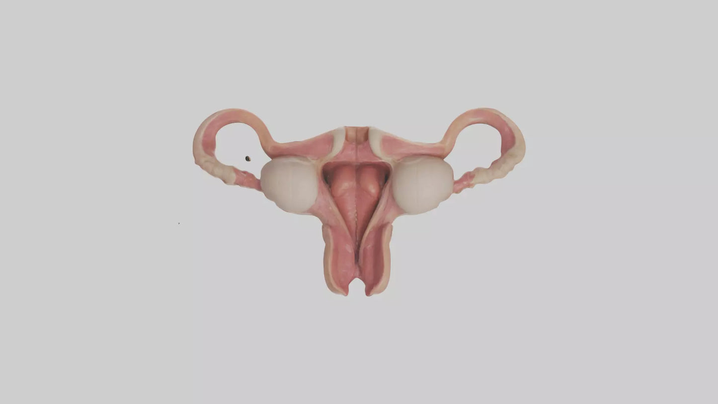 3D model Human Uterus Model VR / AR / low-poly