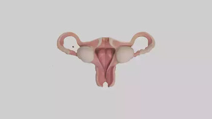 3D model Human Uterus Model VR / AR / low-poly