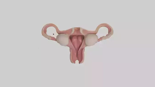 3D model Human Uterus Model VR / AR / low-poly
