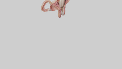 3D model Human Uterus Model VR / AR / low-poly