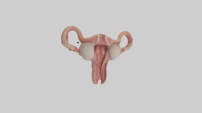 3D model Human Uterus Model VR / AR / low-poly