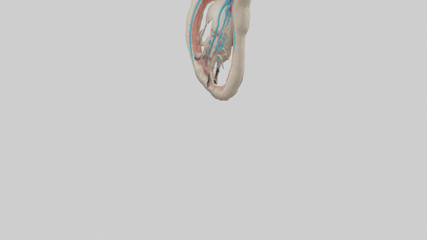 Human Vas Deferens Model VR / AR / low-poly