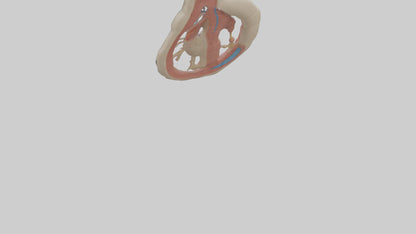 Human Vas Deferens Model VR / AR / low-poly