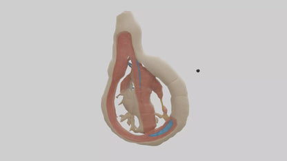 Human Vas Deferens Model VR / AR / low-poly