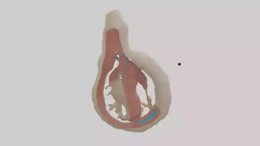 Human Vas Deferens Model VR / AR / low-poly