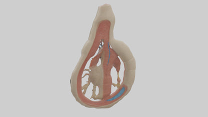 Human Vas Deferens Model VR / AR / low-poly
