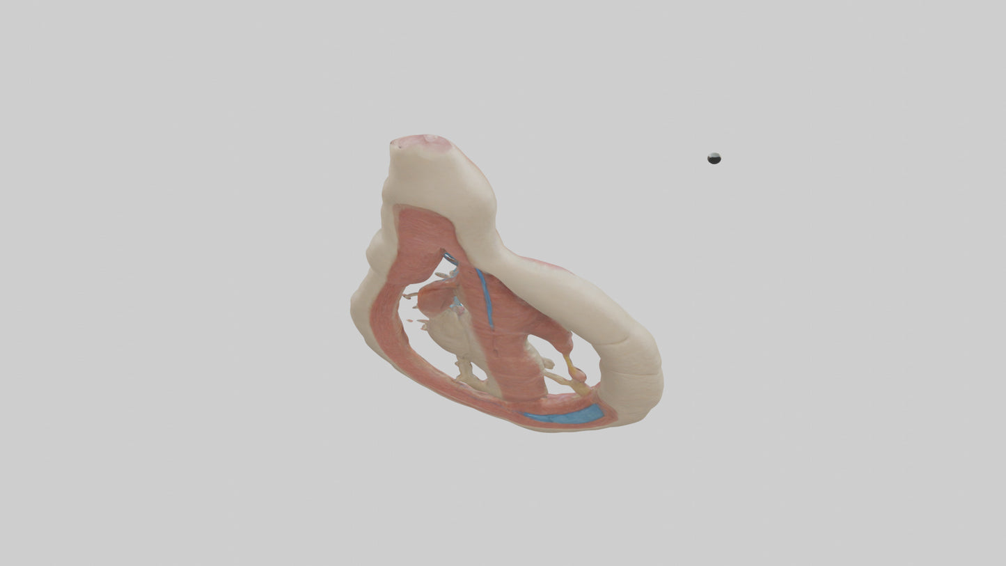 Human Vas Deferens Model VR / AR / low-poly