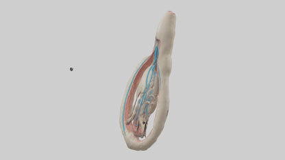 Human Vas Deferens Model VR / AR / low-poly