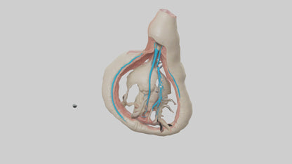 Human Vas Deferens Model VR / AR / low-poly