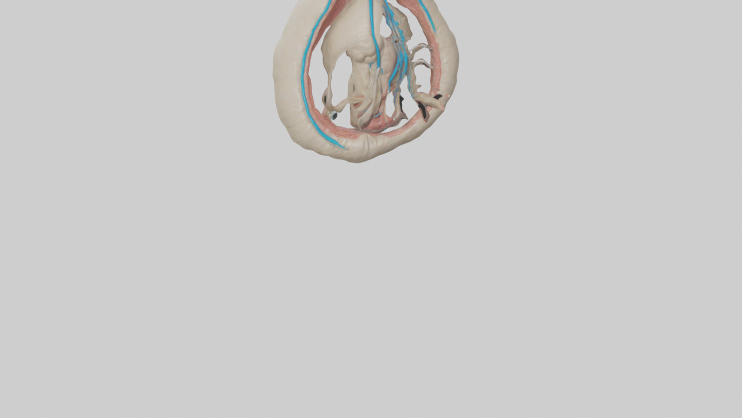 Human Vas Deferens Model VR / AR / low-poly
