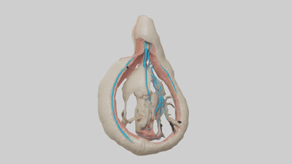Human Vas Deferens Model VR / AR / low-poly