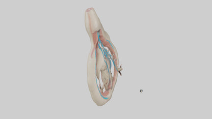 Human Vas Deferens Model VR / AR / low-poly