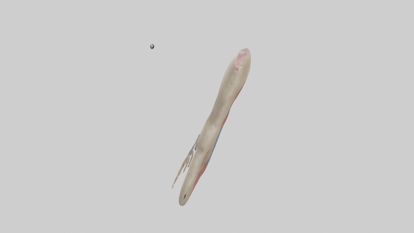 Human Vas Deferens Model VR / AR / low-poly
