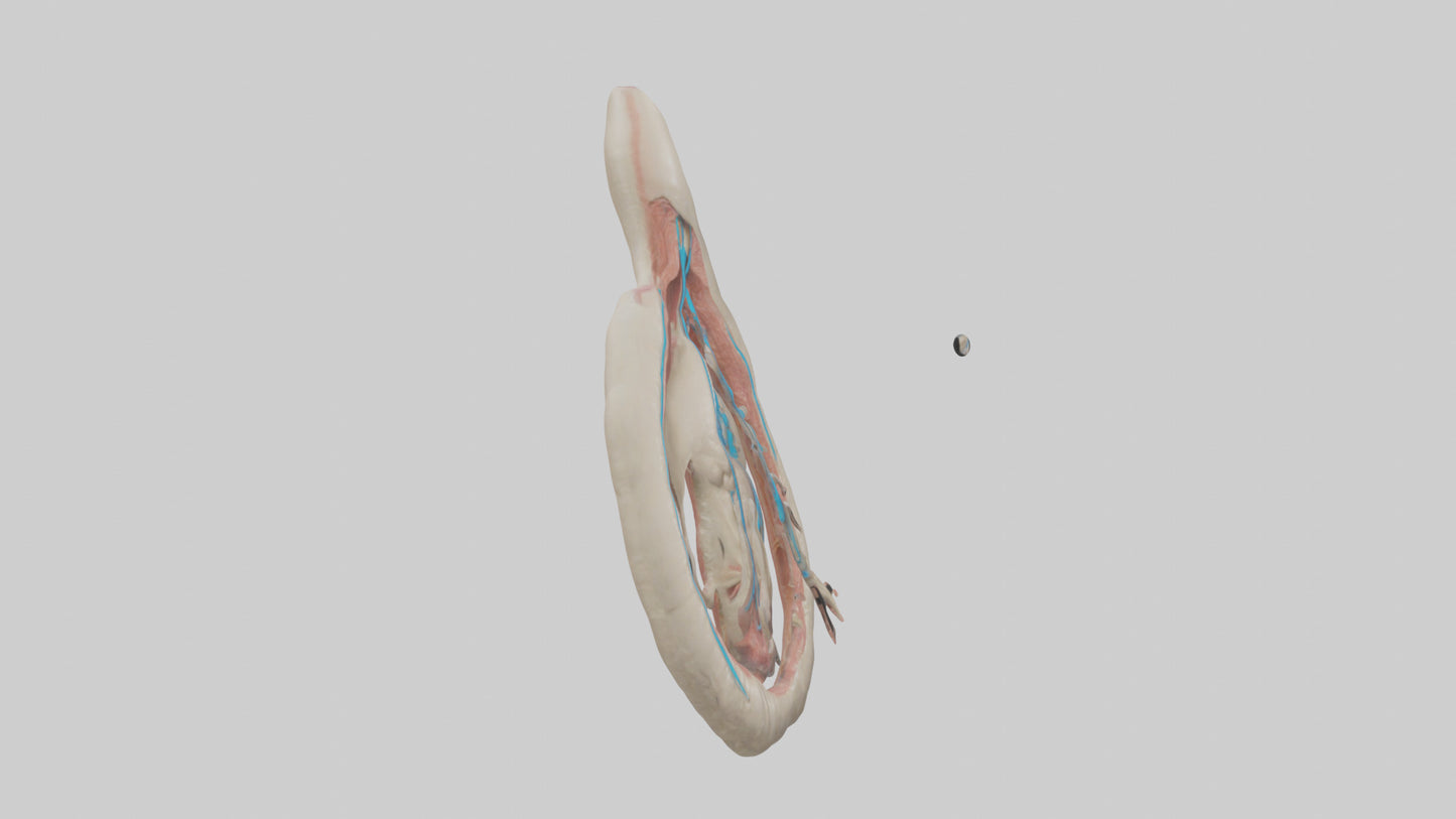 Human Vas Deferens Model VR / AR / low-poly
