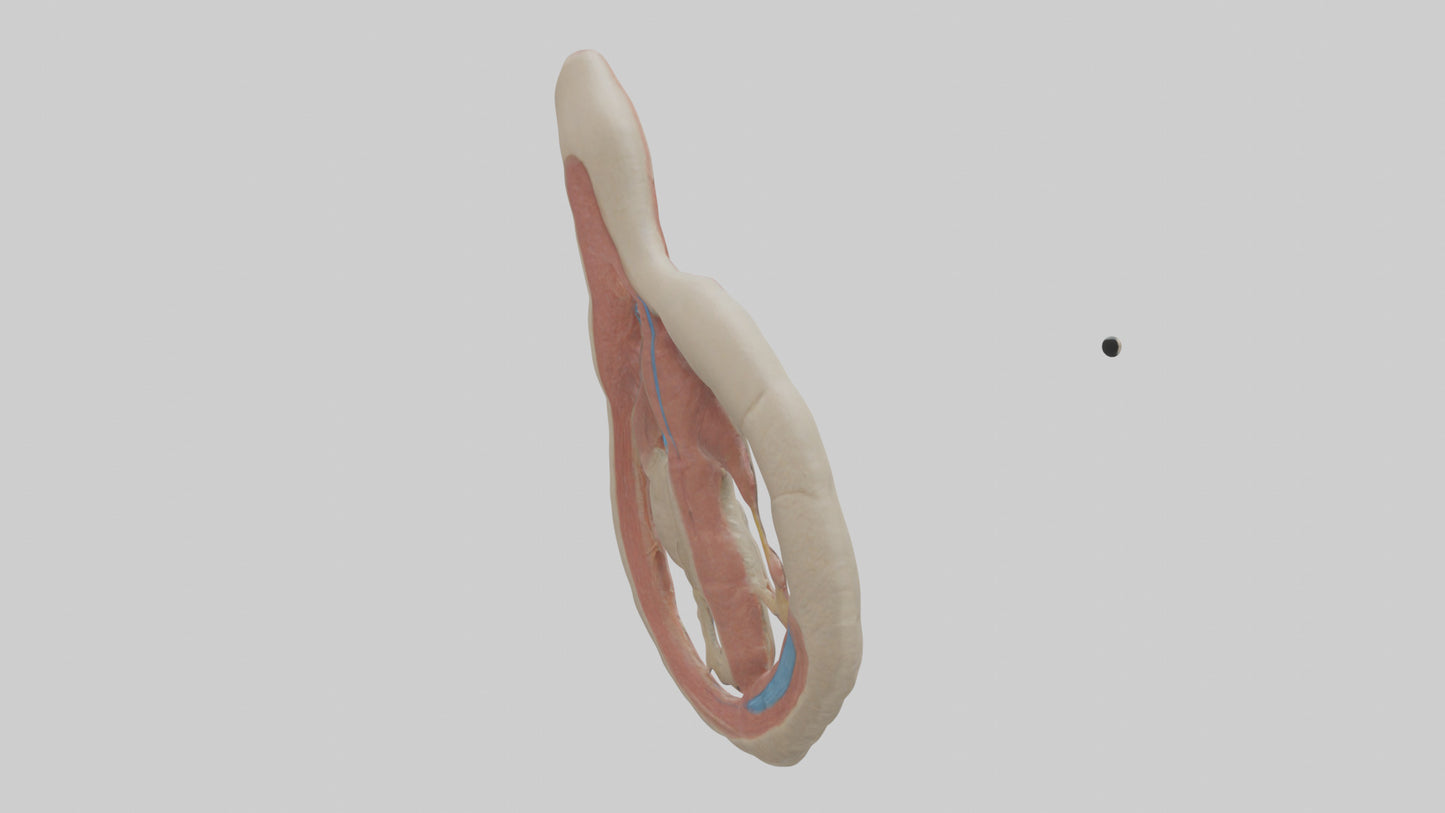 Human Vas Deferens Model VR / AR / low-poly