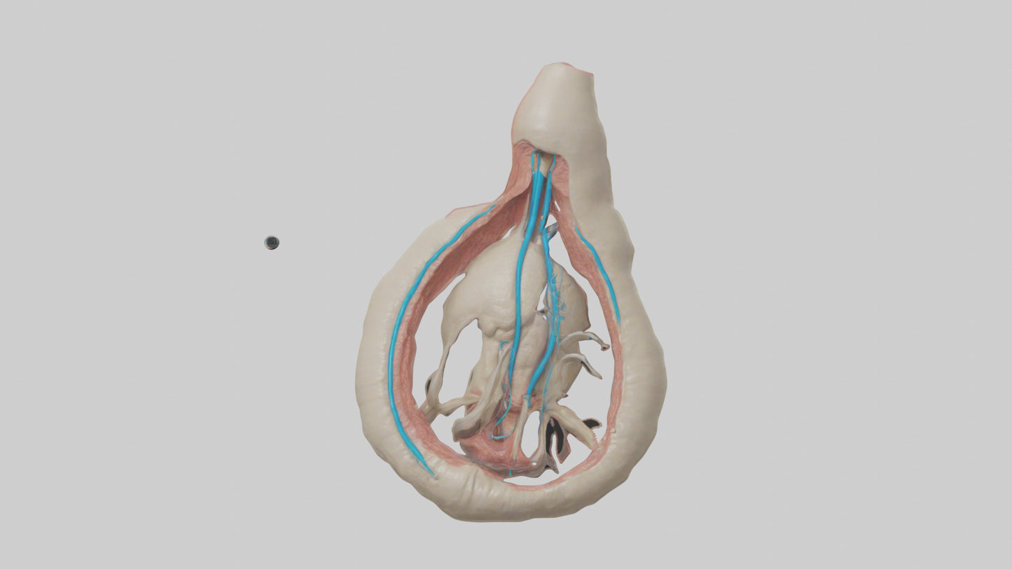 Human Vas Deferens Model VR / AR / low-poly