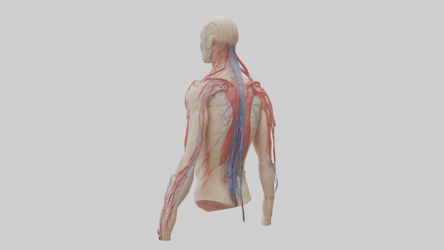 3D model Human Veins and Arteries Model VR / AR / low-poly