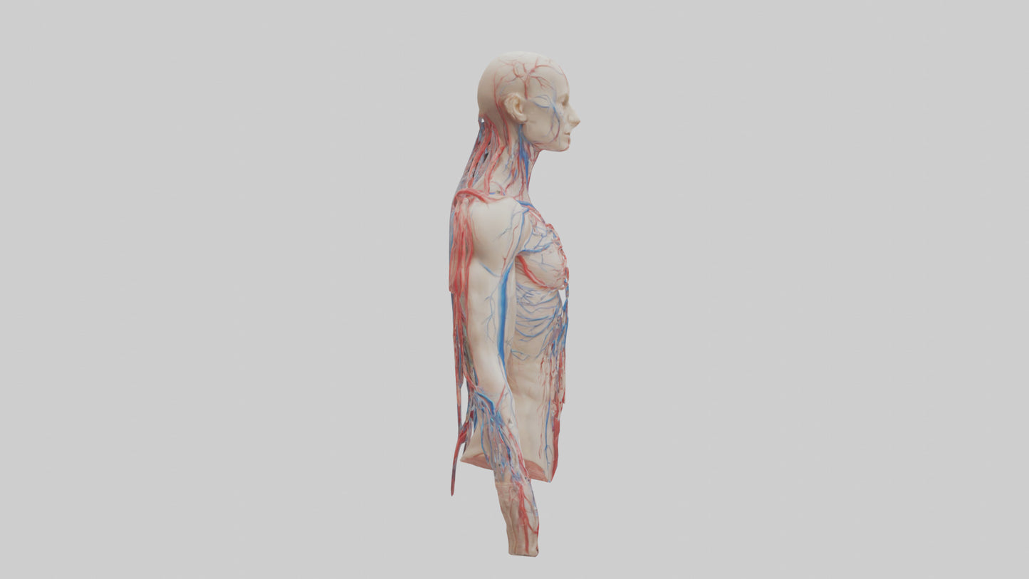 3D model Human Veins and Arteries Model VR / AR / low-poly