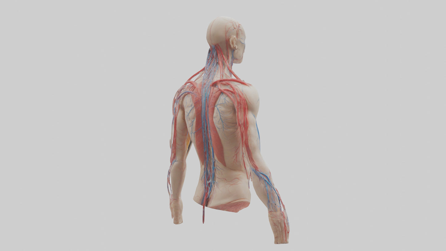 3D model Human Veins and Arteries Model VR / AR / low-poly