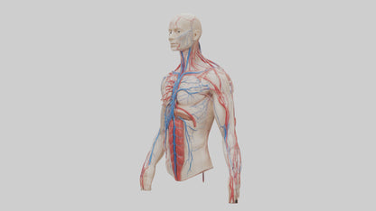 3D model Human Veins and Arteries Model VR / AR / low-poly