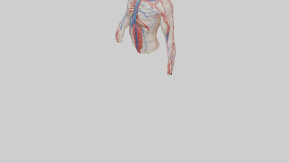 3D model Human Veins and Arteries Model VR / AR / low-poly