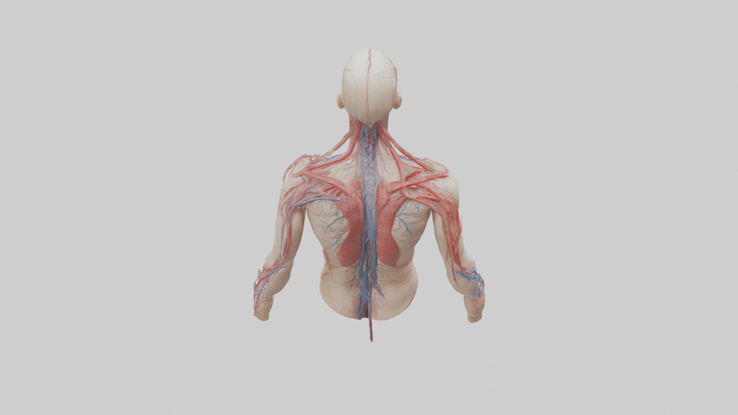 3D model Human Veins and Arteries Model VR / AR / low-poly