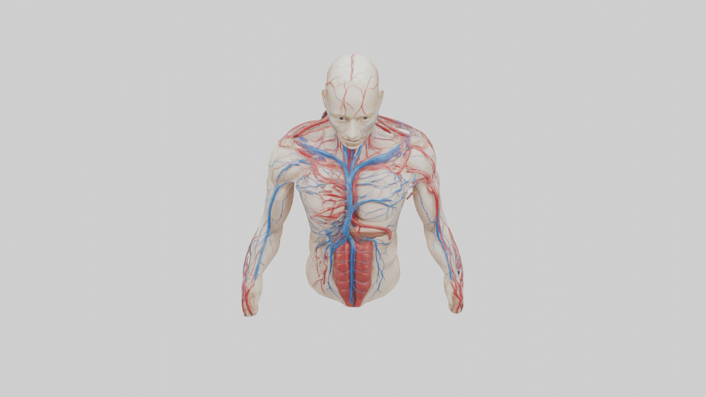 3D model Human Veins and Arteries Model VR / AR / low-poly