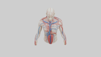 3D model Human Veins and Arteries Model VR / AR / low-poly