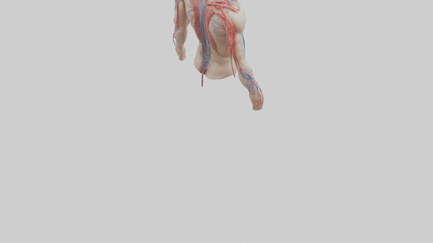 3D model Human Veins and Arteries Model VR / AR / low-poly