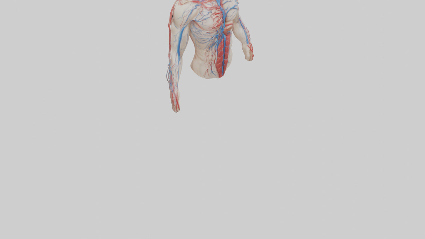 3D model Human Veins and Arteries Model VR / AR / low-poly