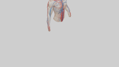 3D model Human Veins and Arteries Model VR / AR / low-poly