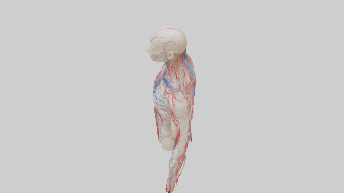 3D model Human Veins and Arteries Model VR / AR / low-poly