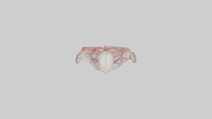 3D model Human Veins and Arteries Model VR / AR / low-poly