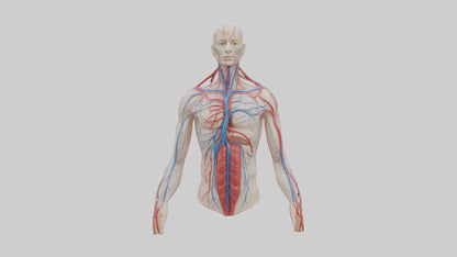 3D model Human Veins and Arteries Model VR / AR / low-poly