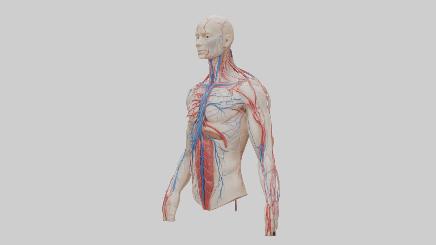 3D model Human Veins and Arteries Model VR / AR / low-poly