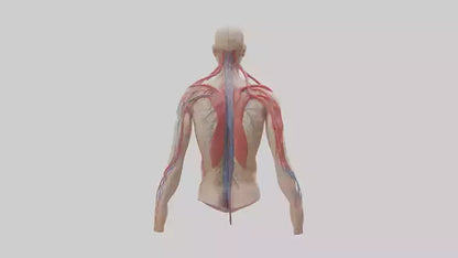 3D model Human Veins and Arteries Model VR / AR / low-poly