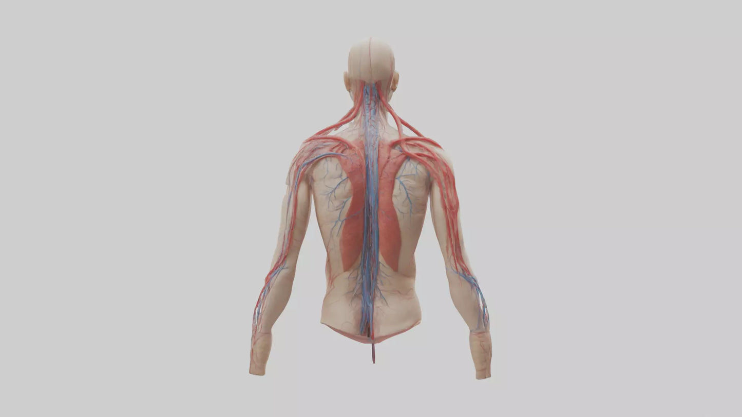 3D model Human Veins and Arteries Model VR / AR / low-poly