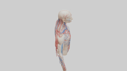 3D model Human Veins and Arteries Model VR / AR / low-poly