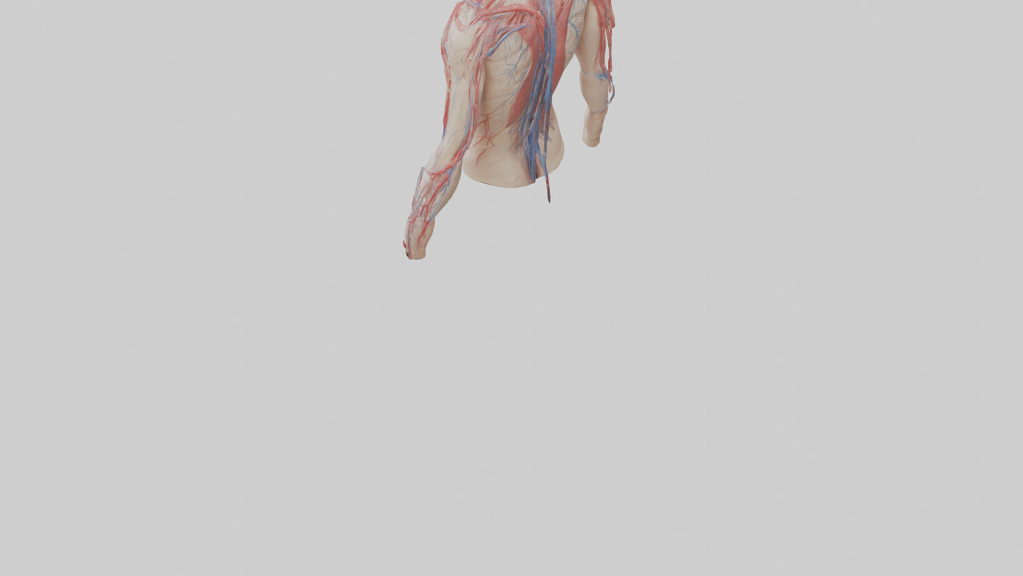 3D model Human Veins and Arteries Model VR / AR / low-poly