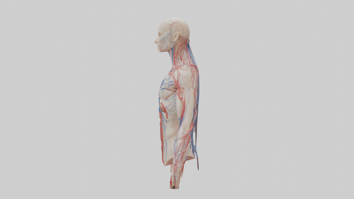 3D model Human Veins and Arteries Model VR / AR / low-poly