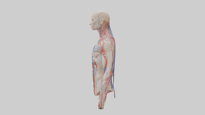 3D model Human Veins and Arteries Model VR / AR / low-poly