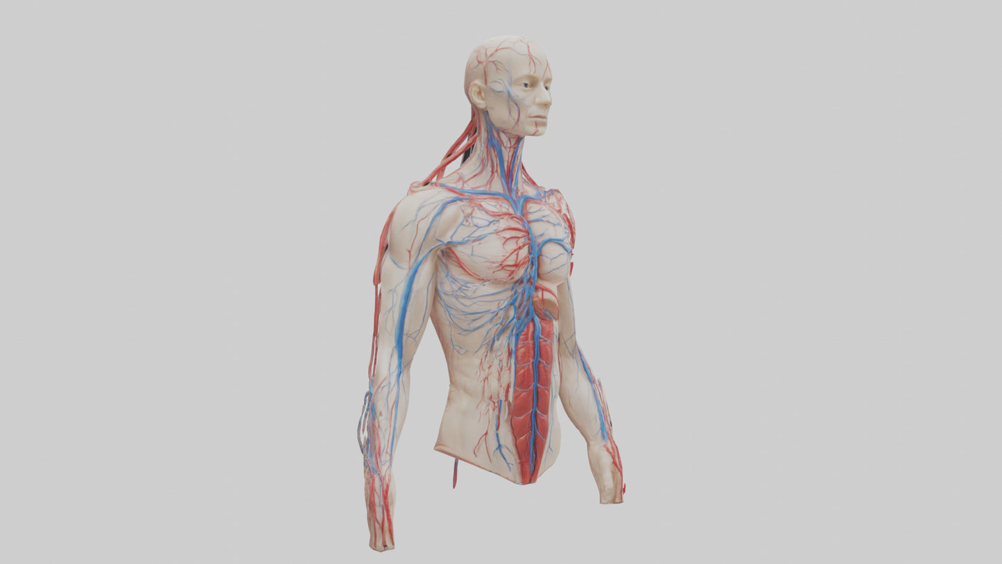 3D model Human Veins and Arteries Model VR / AR / low-poly