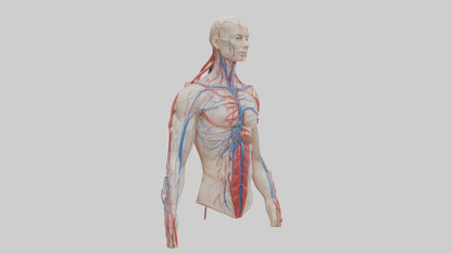 3D model Human Veins and Arteries Model VR / AR / low-poly