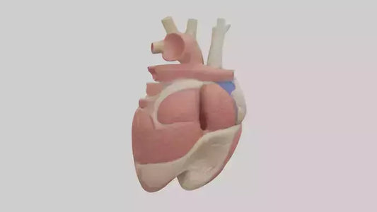 3D model Human Ventricles Model VR / AR / low-poly