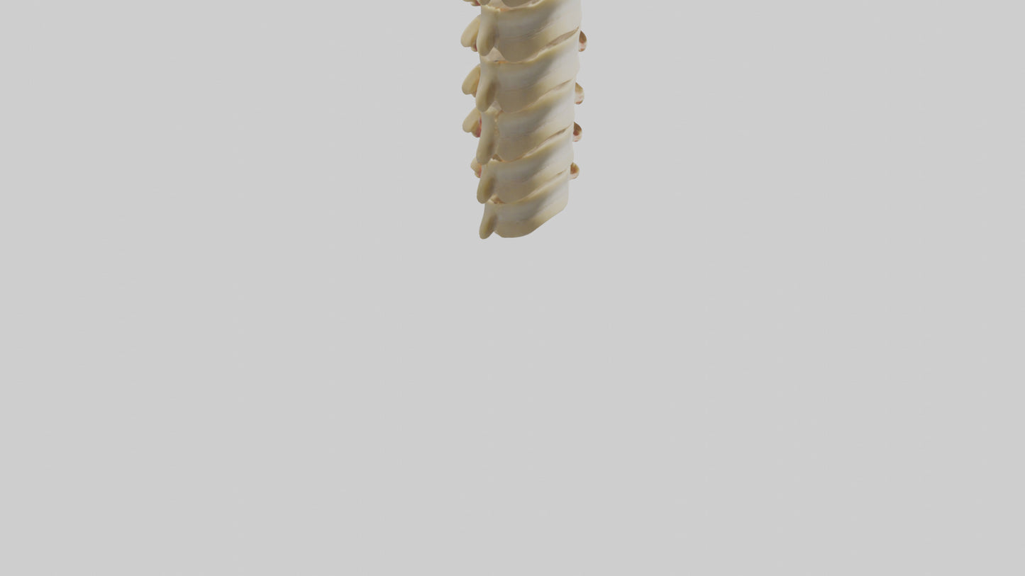 3D model Human Vertebrae and Disc Model VR / AR / low-poly