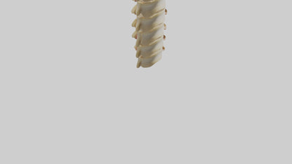 3D model Human Vertebrae and Disc Model VR / AR / low-poly