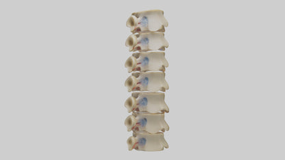 3D model Human Vertebrae and Disc Model VR / AR / low-poly