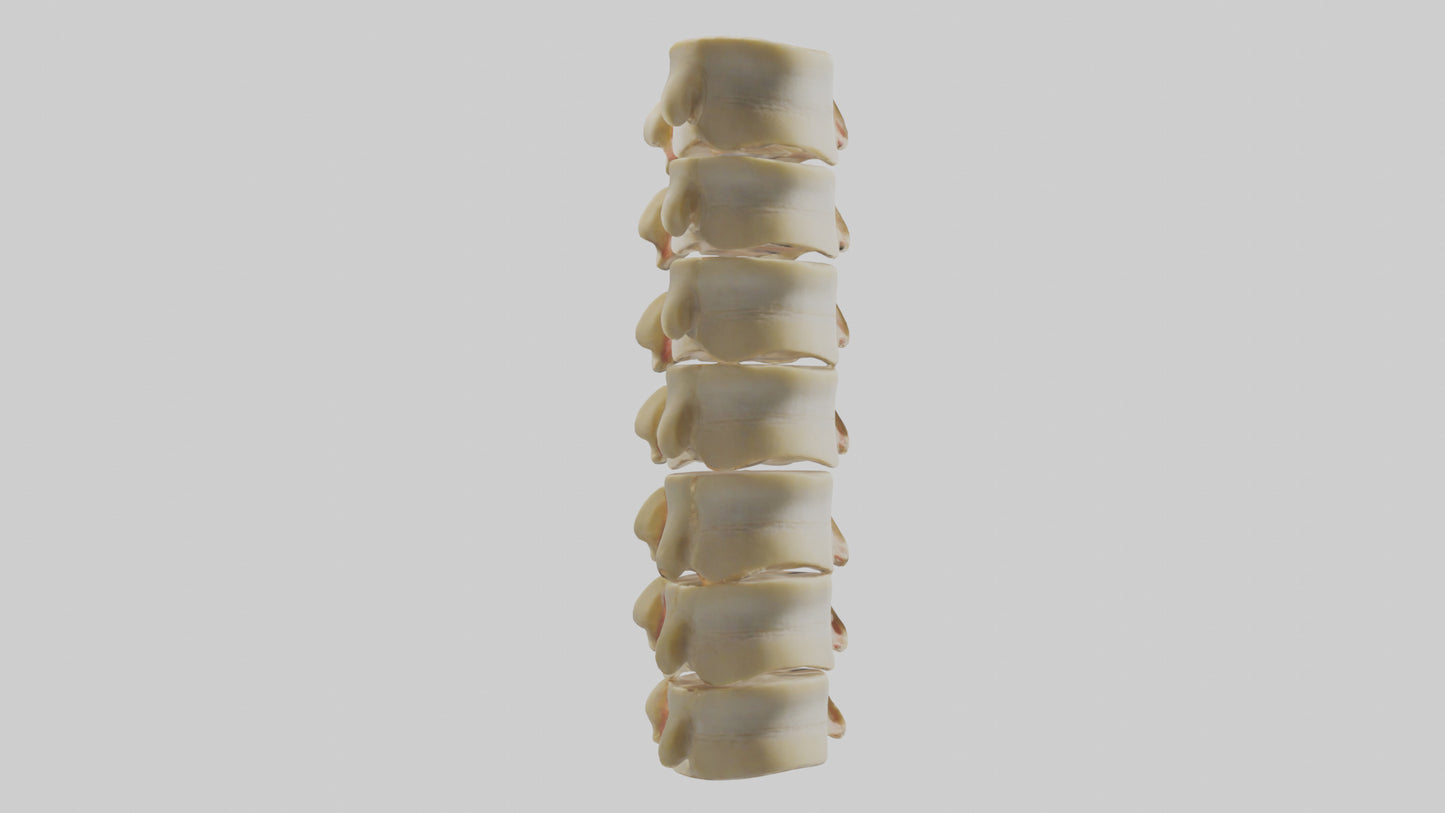 3D model Human Vertebrae and Disc Model VR / AR / low-poly