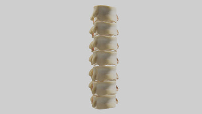 3D model Human Vertebrae and Disc Model VR / AR / low-poly