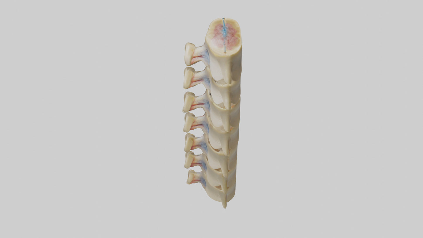 3D model Human Vertebrae and Disc Model VR / AR / low-poly
